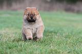 CHOW CHOW 317